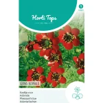 Best Horti Tops Adonis (Kooltje Vuur) Roodbloeiend, Zaad