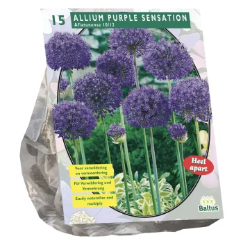 Clearance Baltus Allium Aflatunense Purple Sensation Per 15