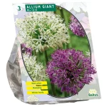 Online Baltus Allium Giant Mix Per 3