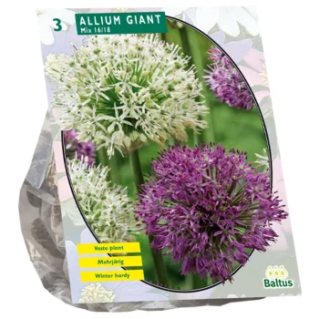 Online Baltus Allium Giant Mix Per 3
