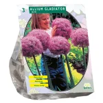 allium-gladiator-his-excellenc-ymSHMnyJ-0.webp