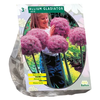 Hot Baltus Allium Gladiator His Excellence Per 3