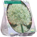 New Baltus Allium Mount Everest Per 3