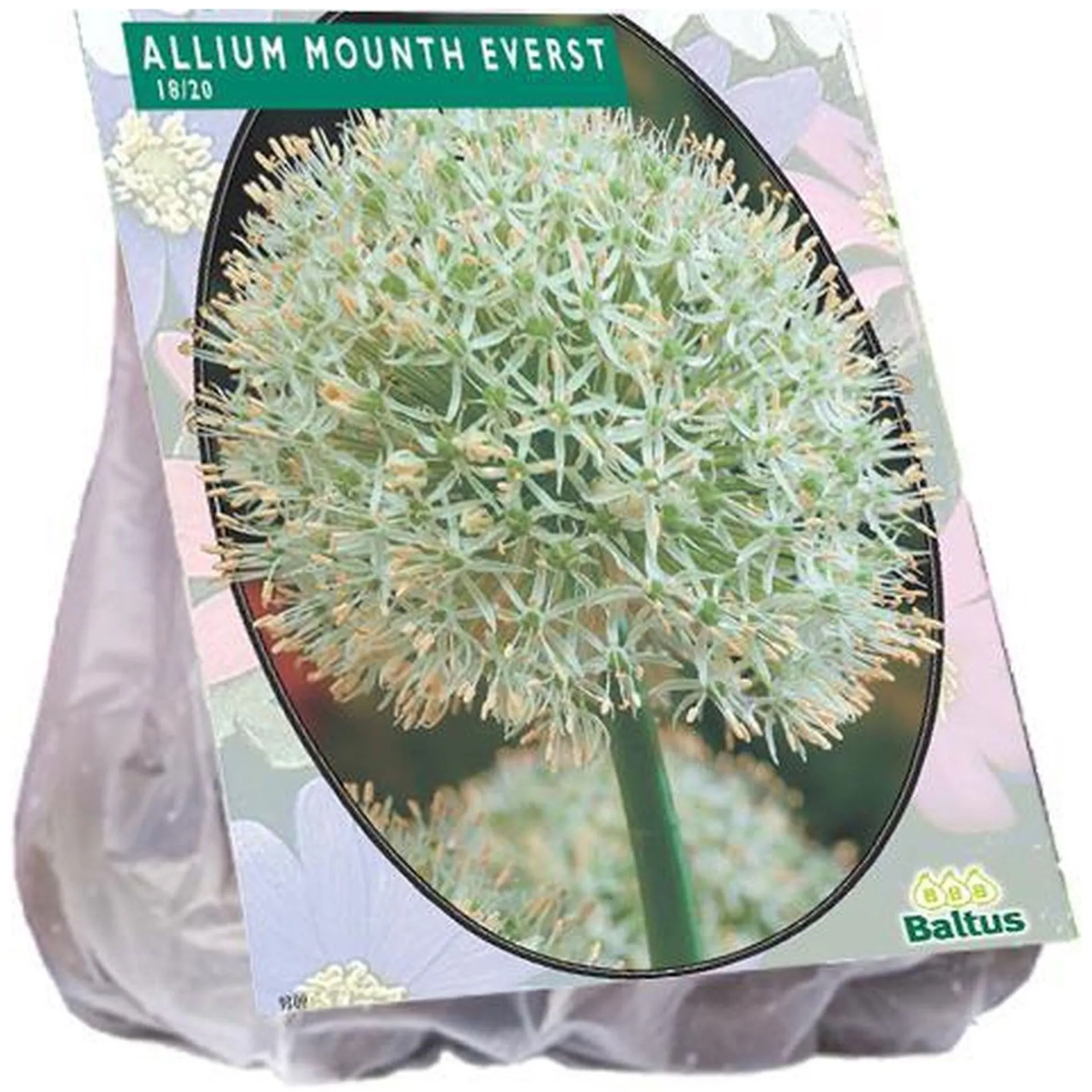 allium-mount-everest-per-3-gddvIjdT-0.webp New Baltus Allium Mount Everest Per 3