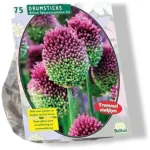 New Baltus Allium Sphaerocephalon Per 75