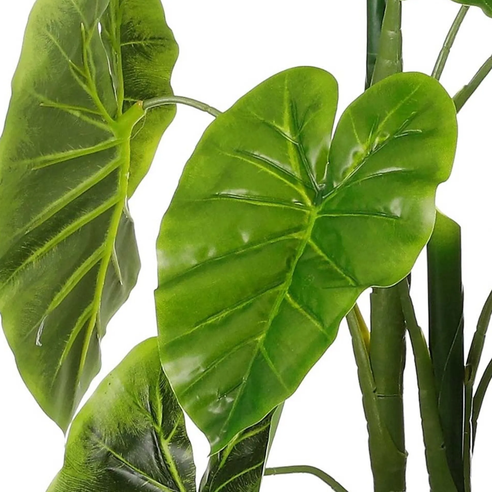 alocasia-in-pot-100-cm-FBdTskoB-1.webp Clearance Mica Decorations Alocasia In Pot 100 Cm
