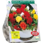 Clearance Baltus Begonia Dubbelbloemig Mix 5st.
