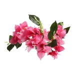 bloem-bougainvillea-fuchsia-76-BGiuwxlj-0.webp