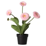 Clearance O'malley Bloem Gerbera In Pot 30 Cm