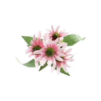 Sale Bloem Rudbeckia Lila 73 Cm