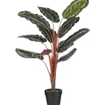 New Mica Decorations Calathea Roseopicta In Pot 90 Cm