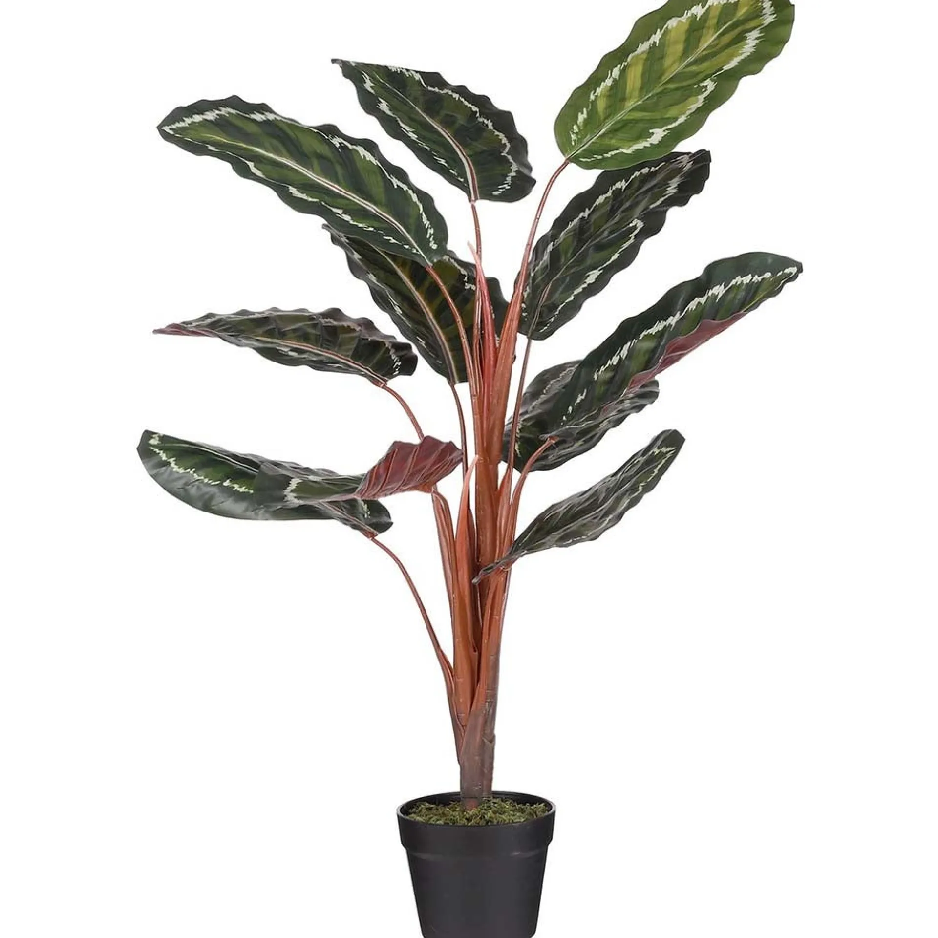 calathea-roseopicta-in-pot-90-kuprnvvp-0.webp New Mica Decorations Calathea Roseopicta In Pot 90 Cm