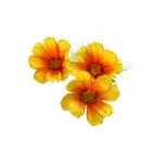 calliopsis-geel-64-cm-XaqovRdu-0.webp