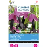 New Buzzy Chinees Purperklokje