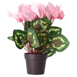 Online Cyclaam Plant 4 Assorti