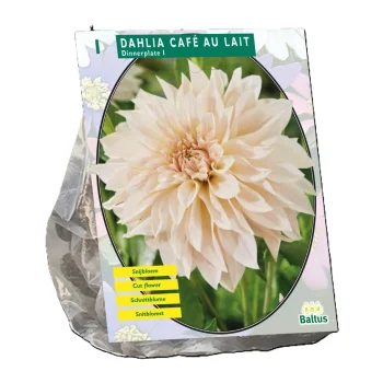 Online Baltus Dahlia Dinnerplate Café Au Lait Per 1