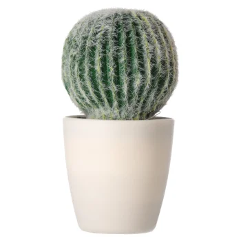 Outlet O'malley Decoratieve Cactusplant 19 Cm Diverse Assorti
