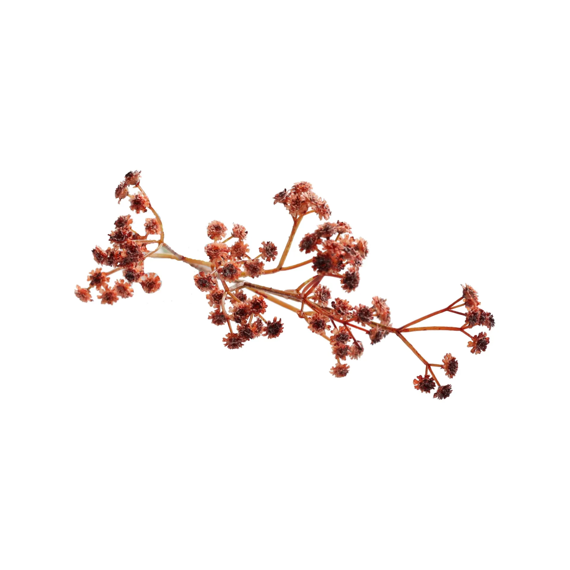 decoratieve-tak-bruidssluier-6-rlAxeTyD-1.webp Online Boltze Home Decoratieve Tak Bruidssluier 60 Cm 2 Assorti