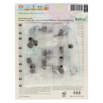 Fashion Baltus Eranthis Cilicica Per 30