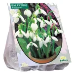 galanthus-woronowii-per-25-JktiaJgJ-0.webp