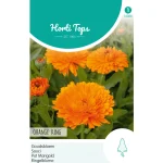 goudsbloem-orange-king-ewDzZYws-0.webp
