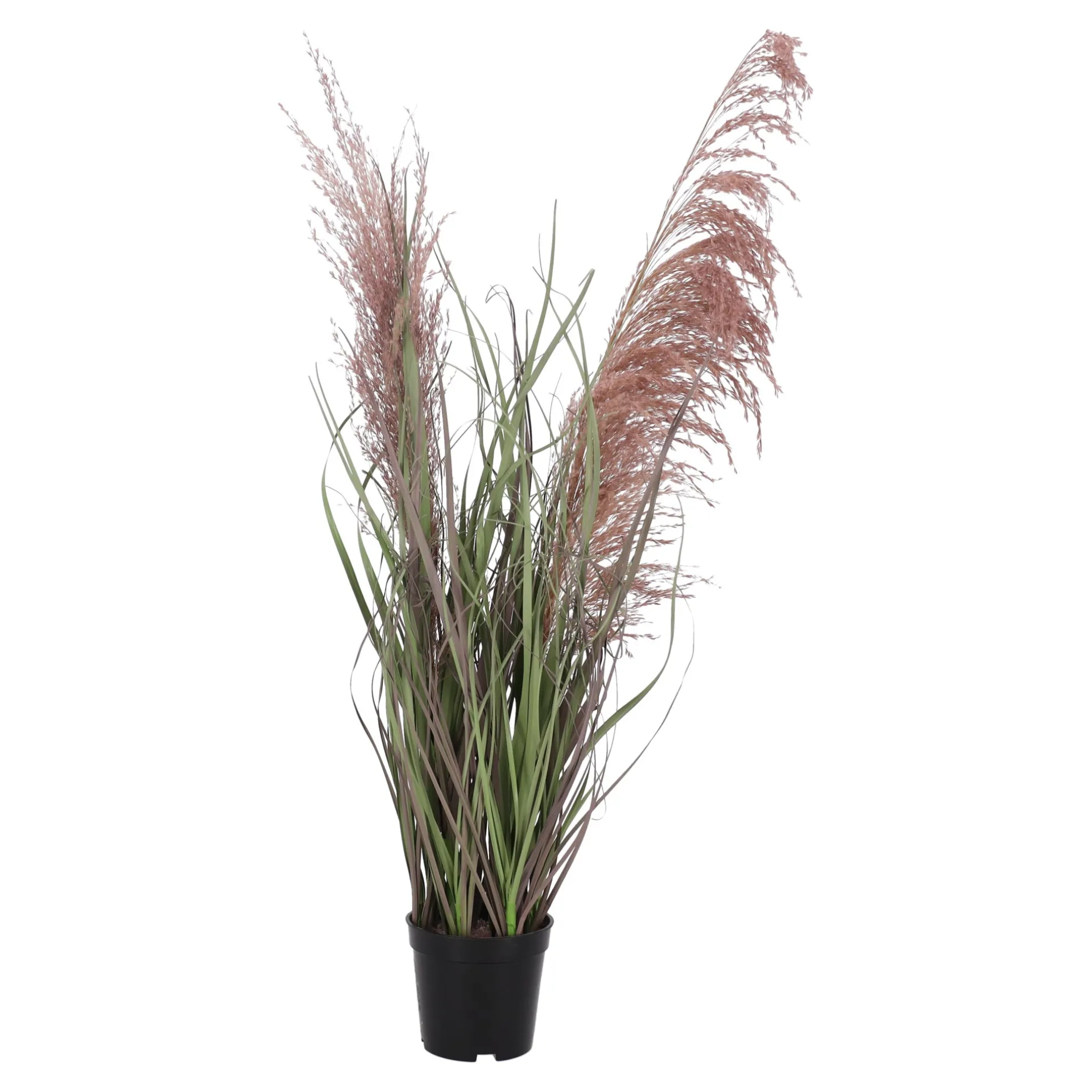 gras-plume-60-cm-cnoRqZUW-0.webp Fashion Everlands Gras Plume 60 Cm