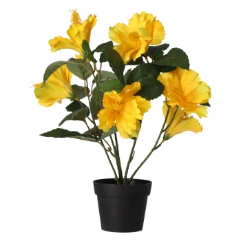 Online Hibiscus In Pot Diverse Assorti