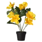hibiscus-in-pot-diverse-assort-EmMPPUMf-0.webp
