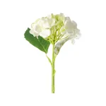 hortensia-31-cm-wit-abkmxNOF-0.webp