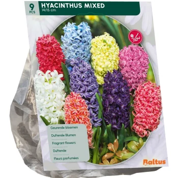 Clearance Baltus Hyacinth Mix Per 9