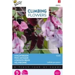 Online Buzzy Hyacinthboon