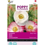 Hot Buzzy Klaproos Shirley Mix