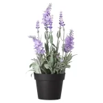 lavendel-in-pot-25-cm-3-assort-DvZJVuze-0.webp