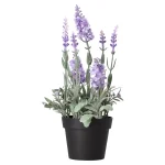 lavendel-in-pot-25-cm-3-assort-DvZJVuze-0.webp