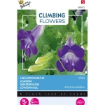 Online Buzzy Leeuwenmuiltje Violet