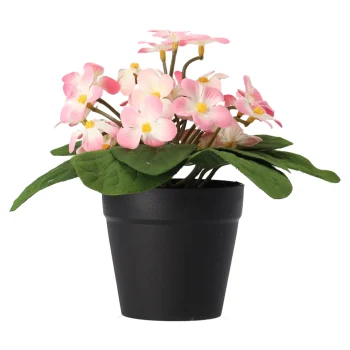 New Madeliefje In Pot 20 Cm - 4 Assorti