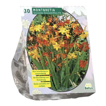 New Baltus Montbretia Per 30