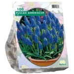 Best Baltus Muscari Armeniacum Per 100