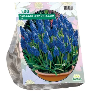 Best Baltus Muscari Armeniacum Per 100