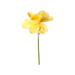 narcis-39-cm-pvjinnKW-0.webp