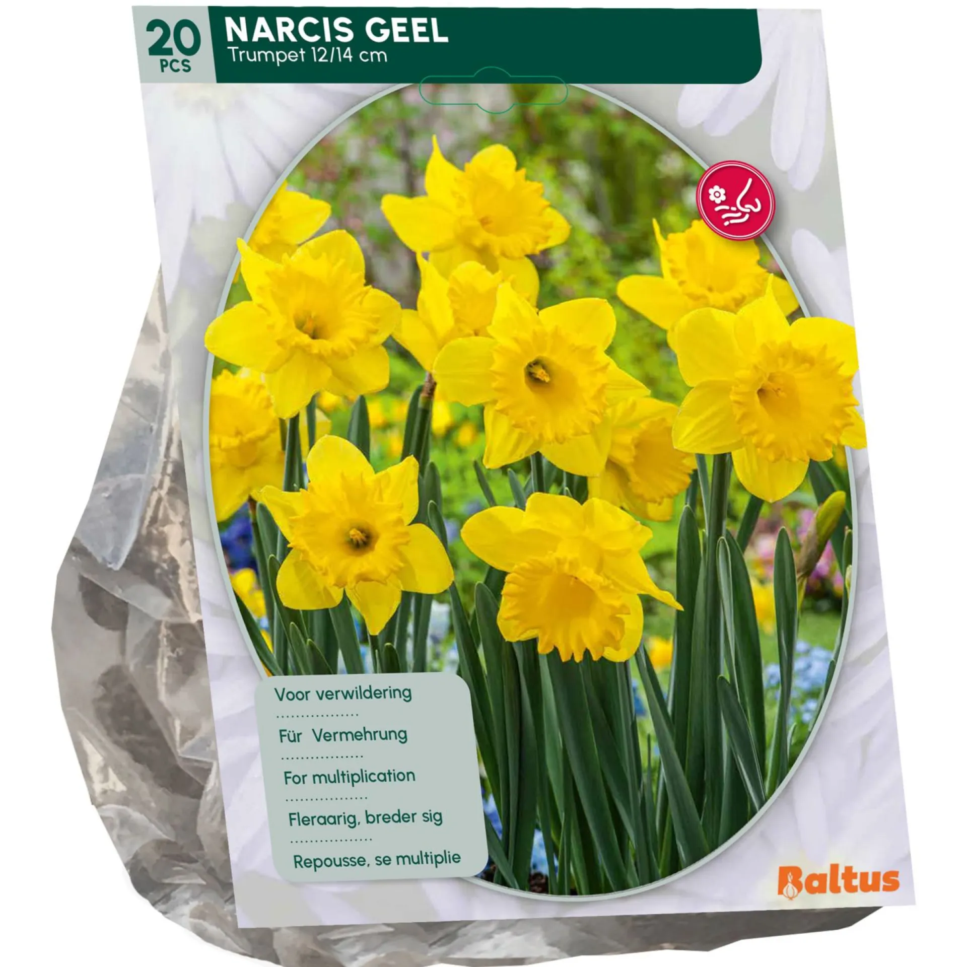 narcis-trompet-geel-per-15-KXkeJQzl-0.webp Sale Baltus Narcis Trompet Geel Per 15