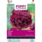 New Buzzy Papaver Black Paeony