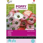 papaver-mother-of-pearl-AROsfOkp-0.webp