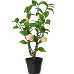 perzikplant-in-pot-48-cm-BlLtaZEv-0.webp