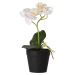 Best Phalaenopsis In Pot Wit 25 X 15 Cm