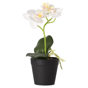 Best Phalaenopsis In Pot Wit 25 X 15 Cm