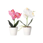 Discount Phalaenopsis In Pot Wit, Roze En Perzik, 3 Assorti
