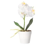 phalaenopsis-in-pot-wit-roze-e-SZLyrUBY-0.webp
