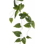 philodendron-hangend-groen-115-wAbrBeDm-0.webp