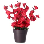 Fashion O'malley Plant Bloesem Assorti